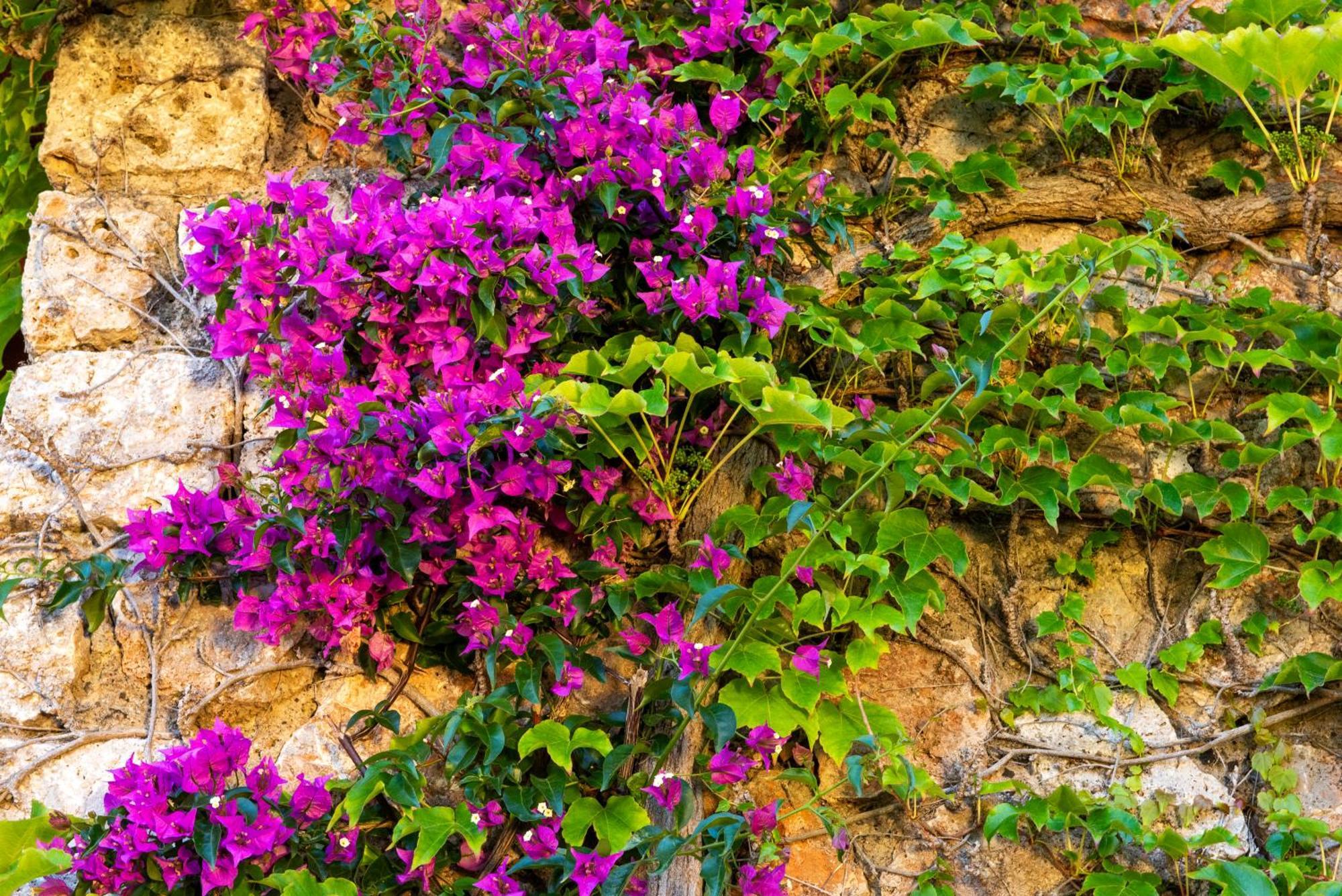 Boutique Hotel Torre Di Cala Piccola Porto Santo Stefano  Eksteriør bilde